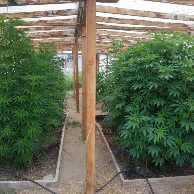The Ganja Getaway * Arroyo Grande