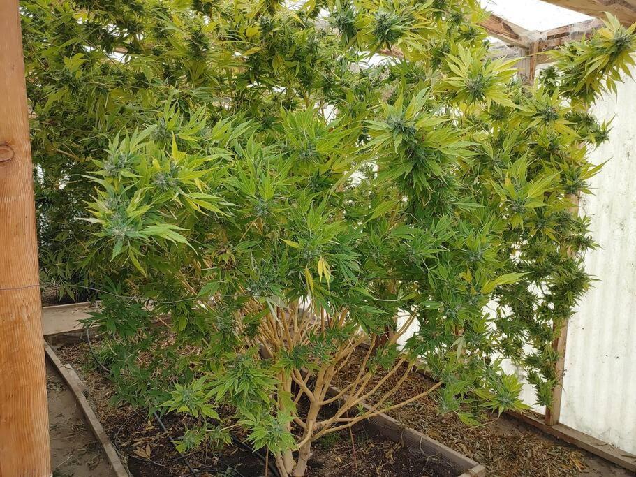 Holiday home The Ganja Getaway