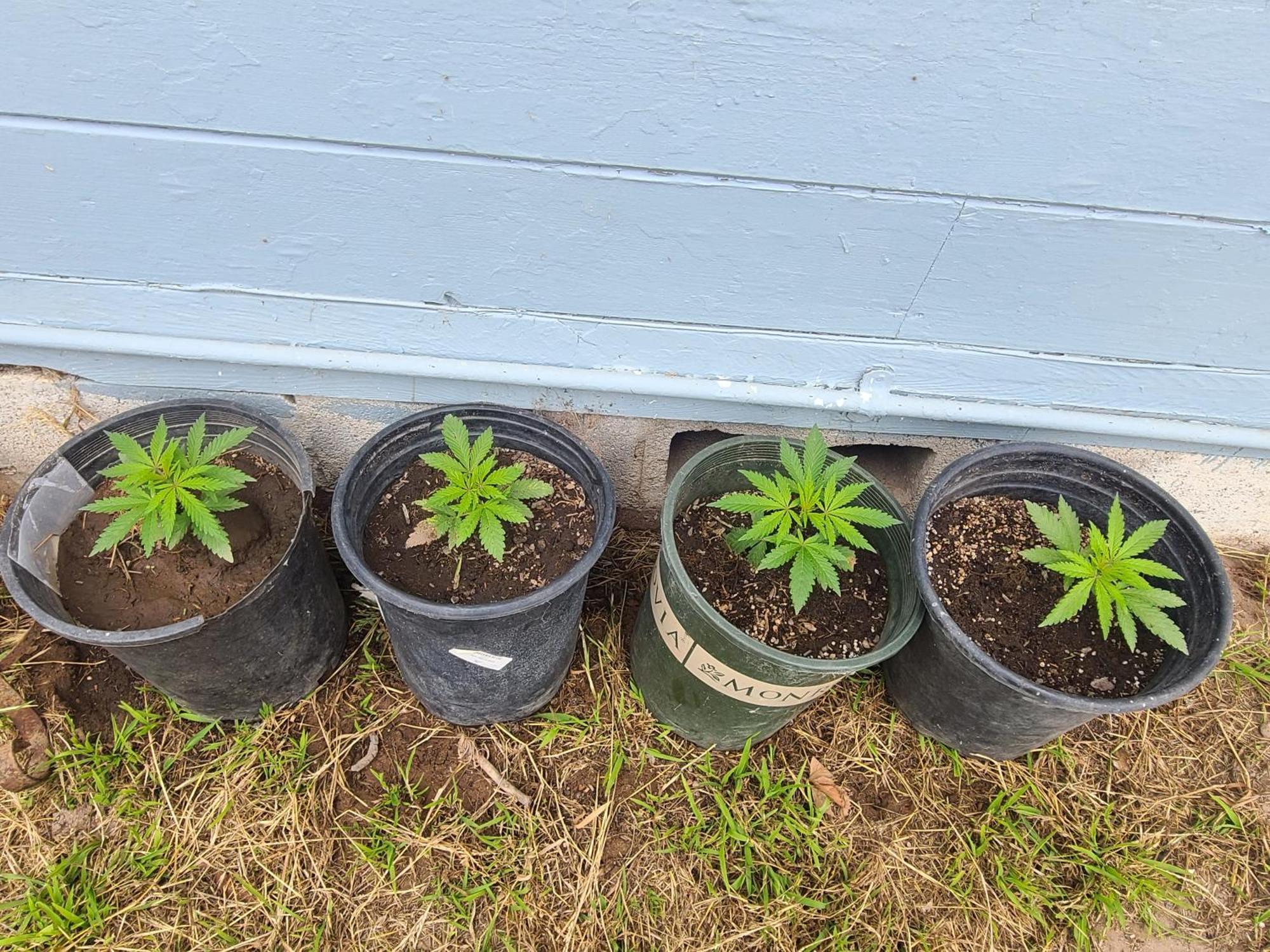 Casa de Férias The Ganja Getaway Arroyo Grande